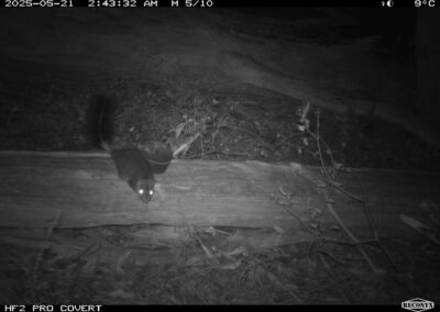 Mammals Caught on Camera Brush-tailed Phascogale