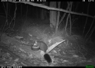 Mammals Caught on Camera Brush-tailed Phascogale