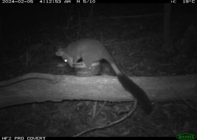 Mammals Caught on Camera Brush-tailed Phascogale