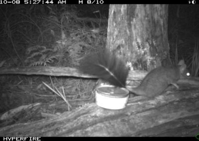 Mammals Caught on Camera Brush-tailed Phascogale