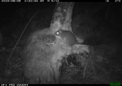 Mammals Caught on Camera Brush-tailed Phascogale