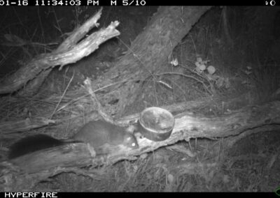 Mammals Caught on Camera Brush-tailed Phascogale