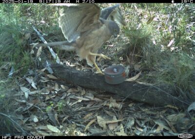 Mammals Caught on Camera Collared Sparrowhawk or Brown Goshawk