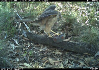 Mammals Caught on Camera Collared Sparrowhawk or Brown Goshawk