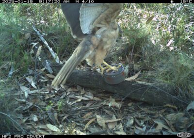 Mammals Caught on Camera Collared Sparrowhawk or Brown Goshawk