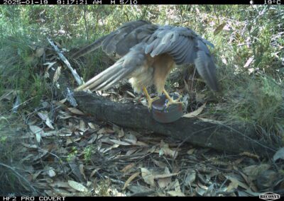 Mammals Caught on Camera Collared Sparrowhawk or Brown Goshawk