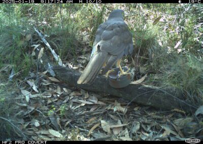 Mammals Caught on Camera Collared Sparrowhawk or Brown Goshawk