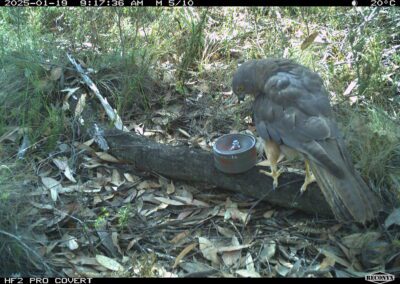 Mammals Caught on Camera Collared Sparrowhawk or Brown Goshawk