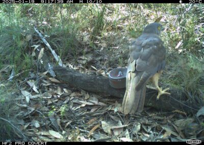 Mammals Caught on Camera Collared Sparrowhawk or Brown Goshawk