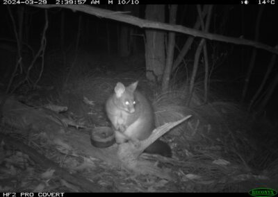 Mammals Caught on Camera Common Brush-tailed Possum