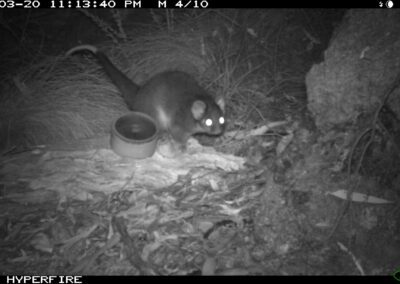 Mammals Caught on Camera Common Ringtail Possum
