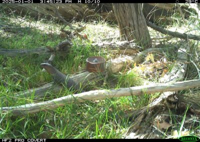 Caught on Camera Cunningham’s Skink