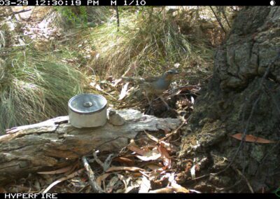Mammals Caught on Camera Female Spotted Quail-thrush