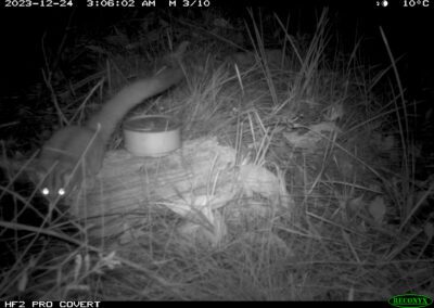 Mammals Caught on Camera Kreffts Gliders (Sugar-Gliders)