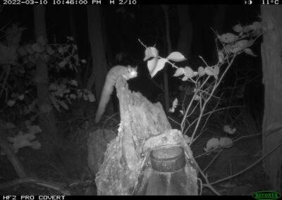 Mammals Caught on Camera Kreffts Gliders (Sugar-Gliders)