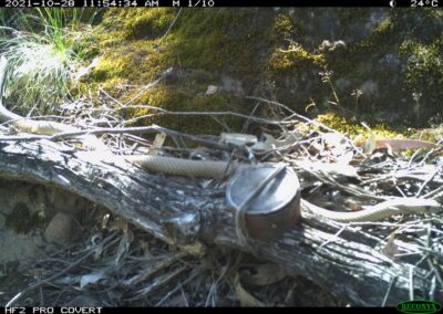 Caught on Camera Eastern - Brown Snake
