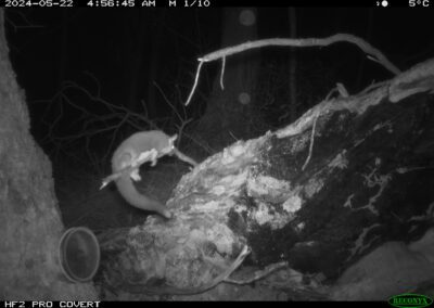 Mammals Caught on Camera Sugar Glider