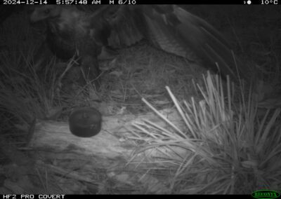 Mammals Caught on Camera Wedge-tailed Eagle