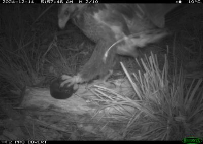 Mammals Caught on Camera Wedge-tailed Eagle