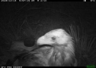 Mammals Caught on Camera Wedge-tailed Eagle