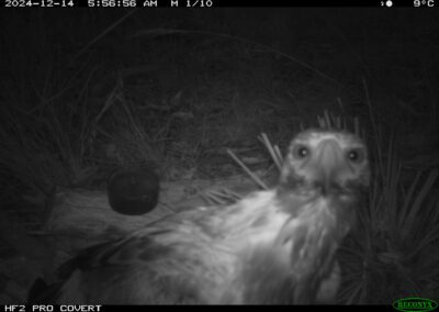 Mammals Caught on Camera Wedge-tailed Eagle