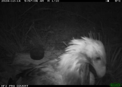 Mammals Caught on Camera Wedge-tailed Eagle