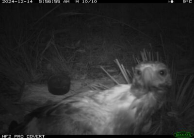 Mammals Caught on Camera Wedge-tailed Eagle