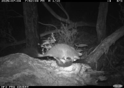 Mammals Caught on Camera Brush-tailed Phascogale