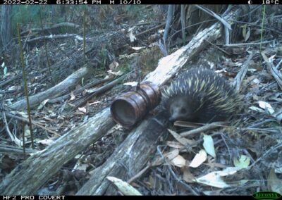 Mammals Caught on Camera echidna
