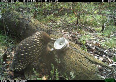 Mammals Caught on Camera echidna