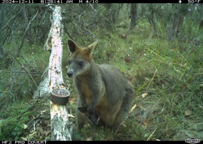 Mammals Caught on Camera female Black (Swamp) Wallaby and young