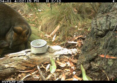 Mammals Caught on Camera female Black (Swamp) Wallaby and young