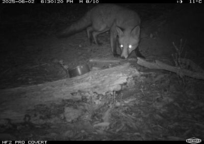 Mammals Caught on Camera fox