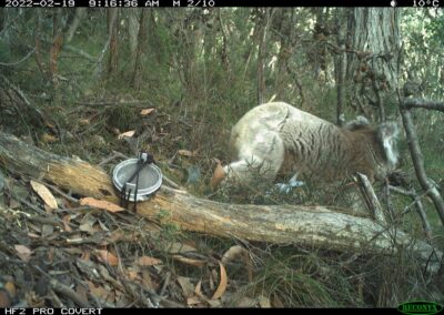 Mammals Caught on Camera koala