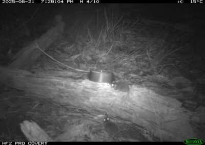 Mammals Caught on Camera Agile Antechinus