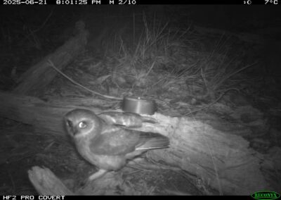 Mammals Caught on Camera Boobook