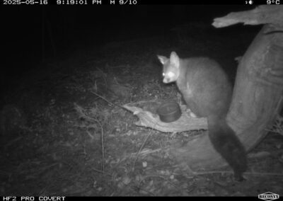 Mammals Caught on Camera Common Brushtail