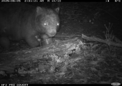 Mammals Caught on Camera wombat