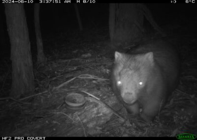 Mammals Caught on Camera wombat
