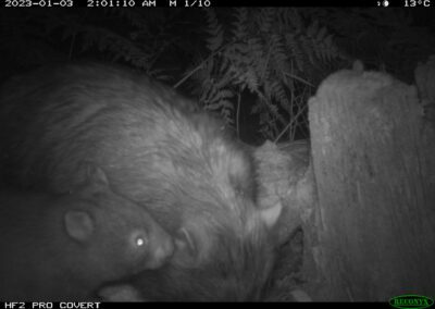 Mammals Caught on Camera wombats