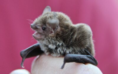 Bats
