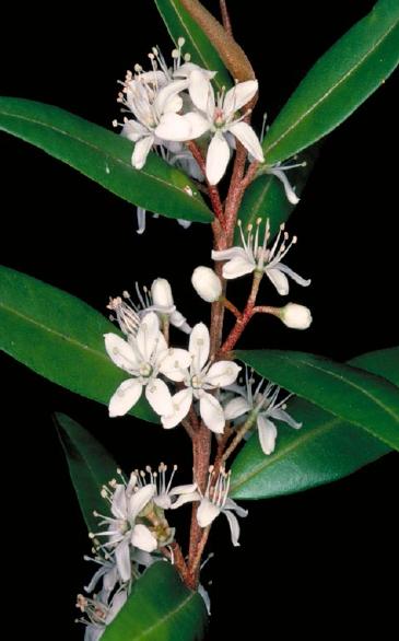 Wombat forest rare plants project