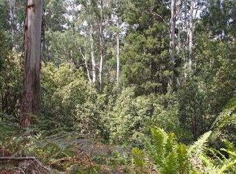 Riparian Forest (EVC 18)