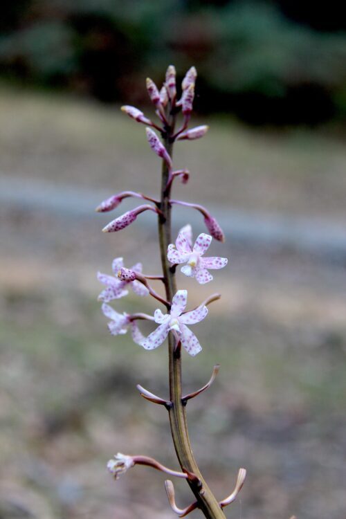 Spotted Hyacinth Orchid