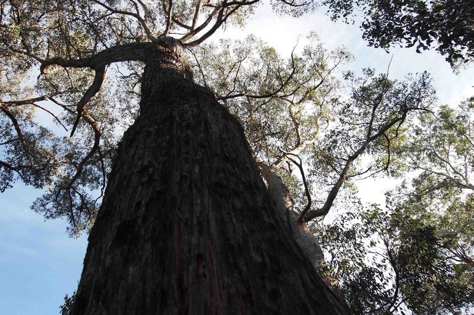 Tree on proposed Mine Site